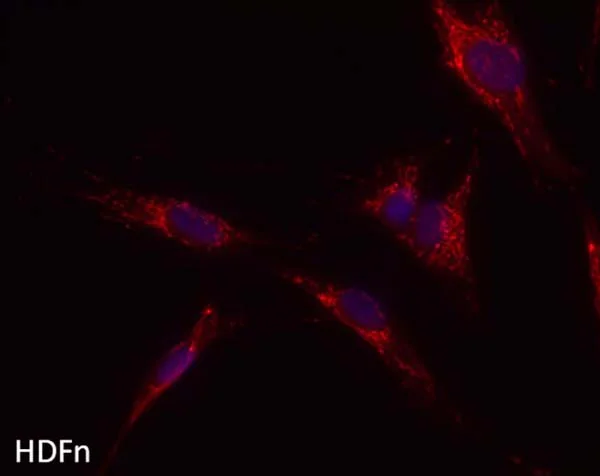 Immunocytochemistry/ Immunofluorescence - Anti-ATP5H antibody [10G5AB2] (AB173006)