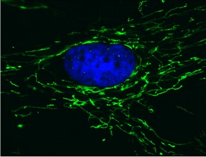 Immunocytochemistry/ Immunofluorescence - Anti-ATP5H antibody [7F9BG1] (AB110275), expandable thumbnail