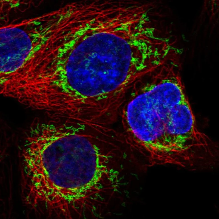 Immunocytochemistry/ Immunofluorescence - Anti-ATP5I antibody (AB122241)