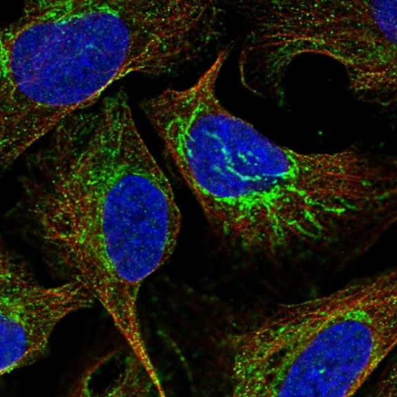 Immunocytochemistry/ Immunofluorescence - Anti-ATP5J antibody (AB224139)