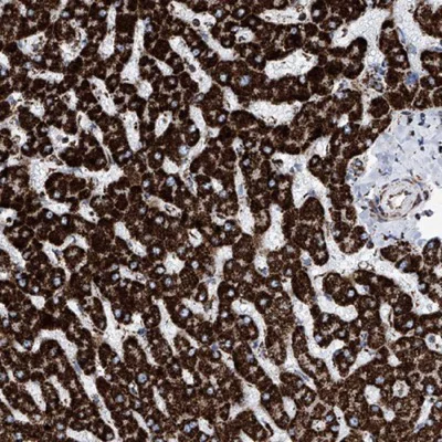 Immunohistochemistry (Formalin/PFA-fixed paraffin-embedded sections) - Anti-ATP5J antibody (AB224139)