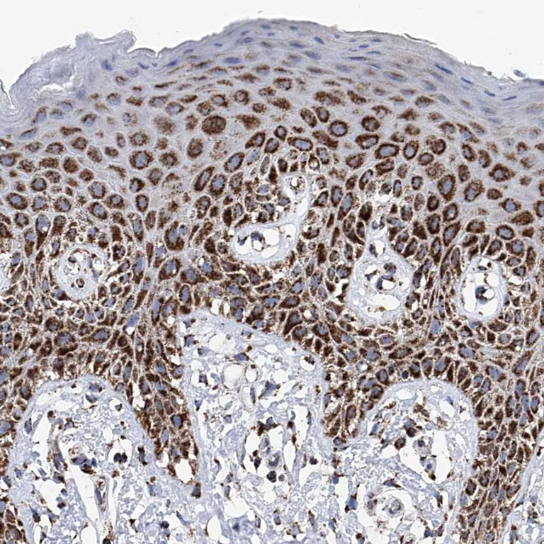 Immunohistochemistry (Formalin/PFA-fixed paraffin-embedded sections) - Anti-ATP5J antibody (AB224139)