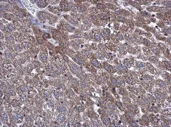Immunohistochemistry (Formalin/PFA-fixed paraffin-embedded sections) - Anti-ATP5L antibody (AB126181)