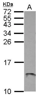 Western blot - Anti-ATP5L antibody (AB126181)