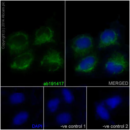 Immunocytochemistry/ Immunofluorescence - Anti-ATP5L2 + ATP5L antibody [EPR15636] (AB191417)