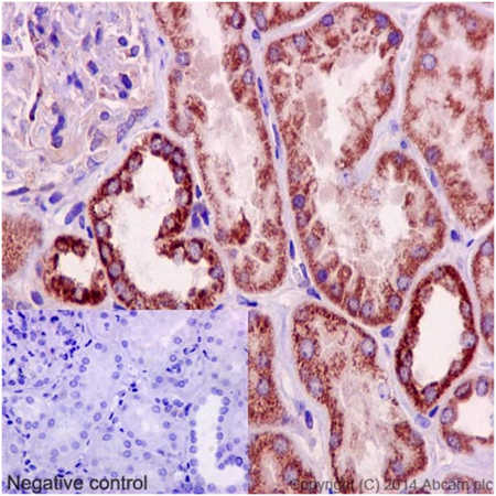 Immunohistochemistry (Formalin/PFA-fixed paraffin-embedded sections) - Anti-ATP5L2 + ATP5L antibody [EPR15636] - BSA and Azide free (AB251071)
