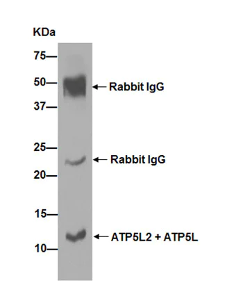 Immunoprecipitation - Anti-ATP5L2 + ATP5L antibody [EPR15636] - BSA and Azide free (AB251071)