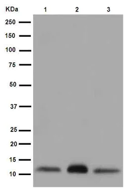 Western blot - Anti-ATP5L2 + ATP5L antibody [EPR15636] - BSA and Azide free (AB251071)