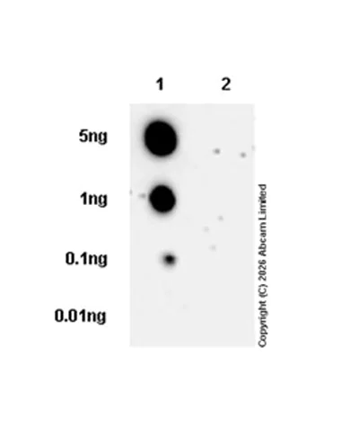 Dot Blot - Anti-ATP5O (acetyl K139) antibody [NCI-R155-13] - BSA and Azide free (AB251546)
