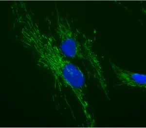 Immunocytochemistry/ Immunofluorescence - Anti-ATP5O antibody [4C11C10D12] (AB110276)