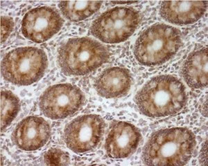 Immunohistochemistry (Formalin/PFA-fixed paraffin-embedded sections) - Anti-ATP5O antibody [4C11C10D12] (AB110276)
