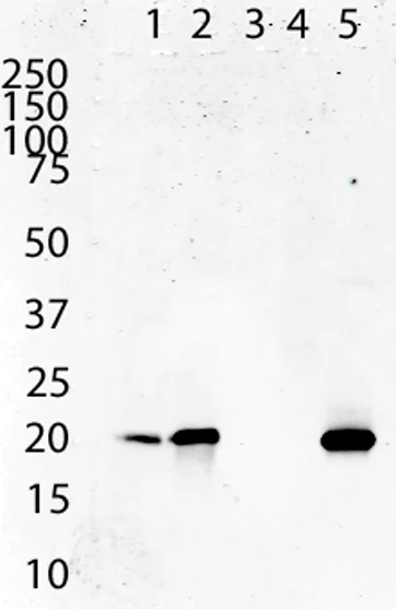 Western blot - Anti-ATP5O antibody [4C11C10D12] (AB110276)