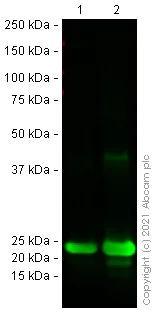 Western blot - Anti-ATP5O antibody [4C11C10D12] (AB110276)