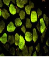 Immunohistochemistry (Formalin/PFA-fixed paraffin-embedded sections) - Anti-ATP5O antibody (AB230325)