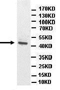 Western blot - Anti-ATP6AP1/ATP6S1 antibody (AB176609)