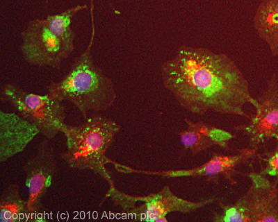 Immunocytochemistry/ Immunofluorescence - Anti-ATP6V0D1/P39 antibody [2G12] (AB56441)
