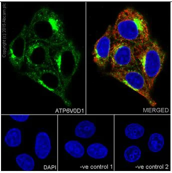 Immunocytochemistry/ Immunofluorescence - Anti-ATP6V0D1/P39 antibody [EPR18320-38] - BSA and Azide free (AB251387)