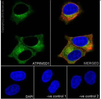 Immunocytochemistry/ Immunofluorescence - Anti-ATP6V0D1/P39 antibody [EPR18320-38] - BSA and Azide free (AB251387)