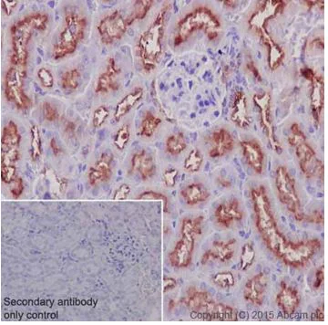 Immunohistochemistry (Formalin/PFA-fixed paraffin-embedded sections) - Anti-ATP6V0D1/P39 antibody [EPR18320-38] - BSA and Azide free (AB251387)
