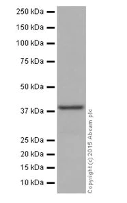 Western blot - Anti-ATP6V0D1/P39 antibody [EPR18320-38] - BSA and Azide free (AB251387)