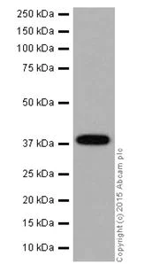 Western blot - Anti-ATP6V0D1/P39 antibody [EPR18320] (AB202897)