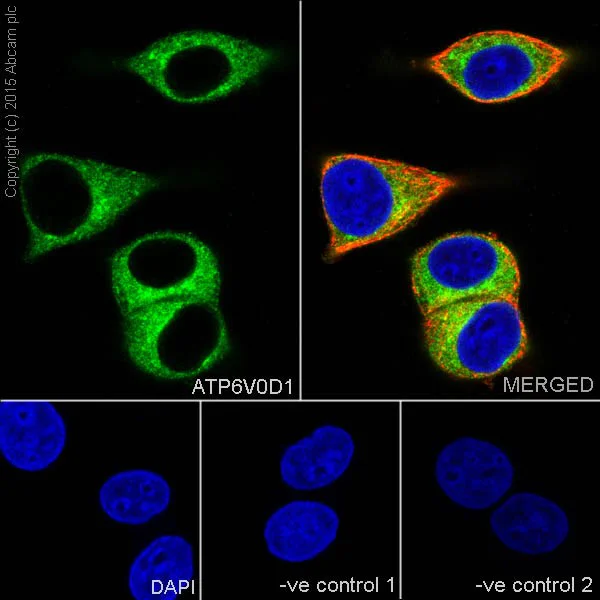 Immunocytochemistry/ Immunofluorescence - Anti-ATP6V0D1/P39 antibody [EPR18320] - BSA and Azide free (AB251385)