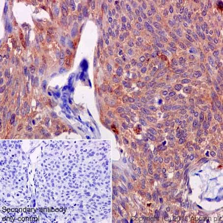 Immunohistochemistry (Formalin/PFA-fixed paraffin-embedded sections) - Anti-ATP6V0D1/P39 antibody [EPR18320] - BSA and Azide free (AB251385)