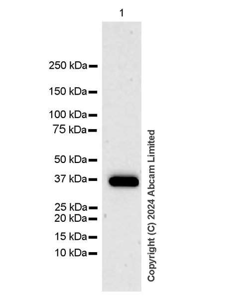 Western blot - Anti-ATP6V0D2 antibody [EPR29173-521] (AB321809)
