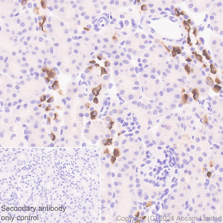 Immunohistochemistry (Formalin/PFA-fixed paraffin-embedded sections) - Anti-ATP6V0D2 antibody [EPR29173-521] - BSA and Azide free (AB321810)