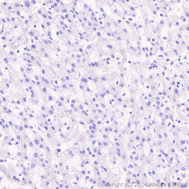 Immunohistochemistry (Formalin/PFA-fixed paraffin-embedded sections) - Anti-ATP6V0D2 antibody [EPR29173-521] - BSA and Azide free (AB321810)