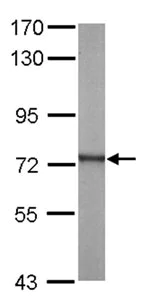 Western blot - Anti-ATP6V1A antibody (AB137574)
