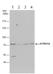 Western blot - Anti-ATP6V1A antibody (AB137574)