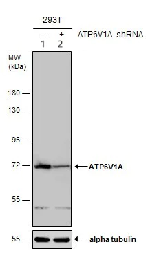 Western blot - Anti-ATP6V1A antibody (AB137574)