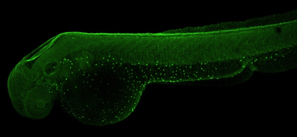 IHC - Wholemount - Anti-ATP6V1A antibody (AB209823)