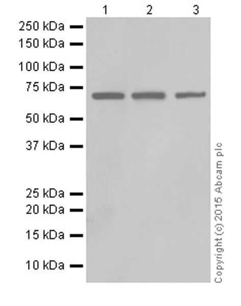 Western blot - Anti-ATP6V1A antibody [EPR19270] (AB199326)