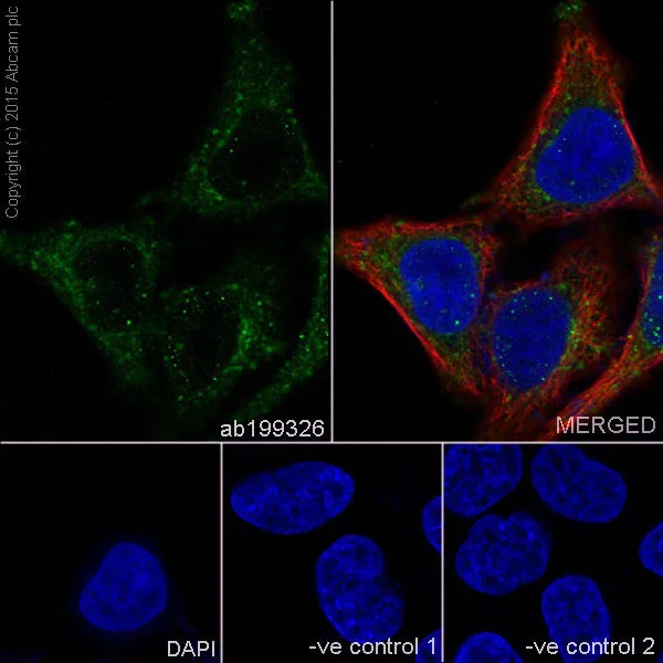 Immunocytochemistry/ Immunofluorescence - Anti-ATP6V1A antibody [EPR19270] - BSA and Azide free (AB251267)
