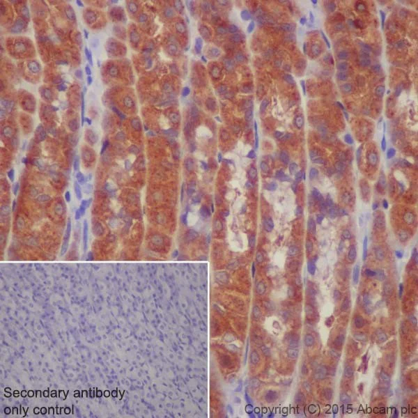 Immunohistochemistry (Formalin/PFA-fixed paraffin-embedded sections) - Anti-ATP6V1A antibody [EPR19270] - BSA and Azide free (AB251267)