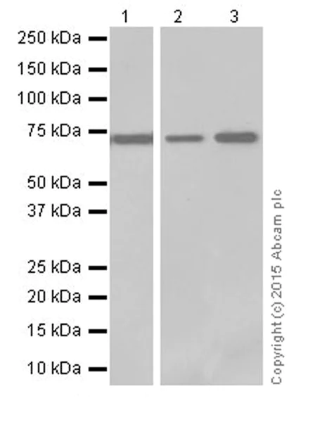 Western blot - Anti-ATP6V1A antibody [EPR19270] - BSA and Azide free (AB251267)