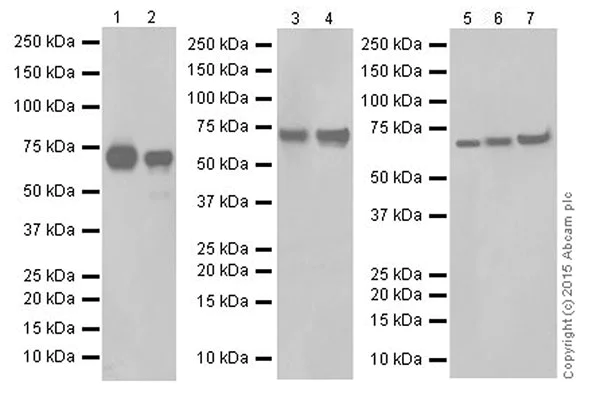 Western blot - Anti-ATP6V1A antibody [EPR19270] - BSA and Azide free (AB251267)
