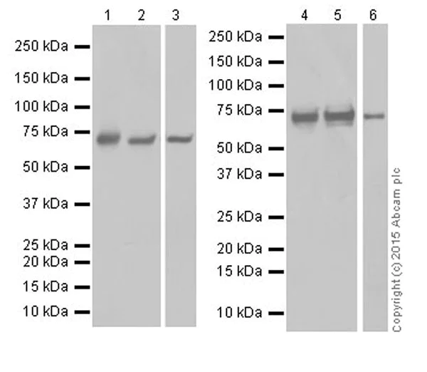 Western blot - Anti-ATP6V1A antibody [EPR19271] (AB199325)