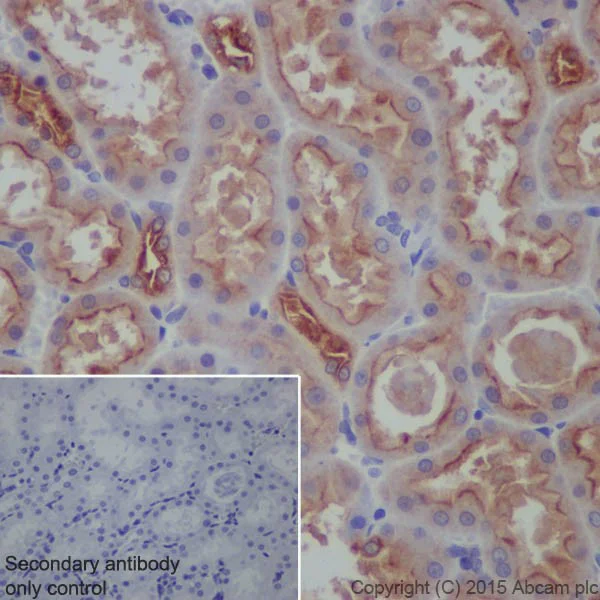Immunohistochemistry (Formalin/PFA-fixed paraffin-embedded sections) - Anti-ATP6V1A antibody [EPR19271] - BSA and Azide free (AB251266)