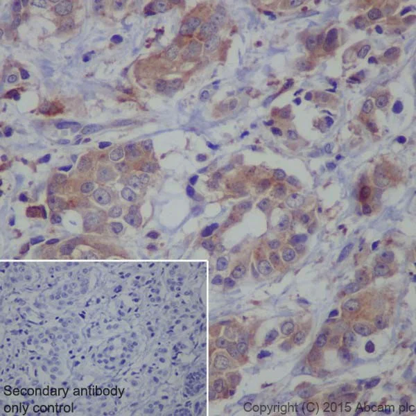 Immunohistochemistry (Formalin/PFA-fixed paraffin-embedded sections) - Anti-ATP6V1A antibody [EPR19271] - BSA and Azide free (AB251266)