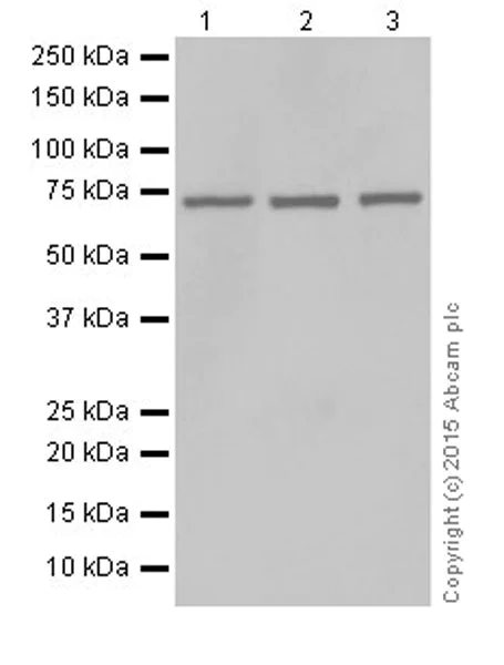 Western blot - Anti-ATP6V1A antibody [EPR19271] - BSA and Azide free (AB251266)