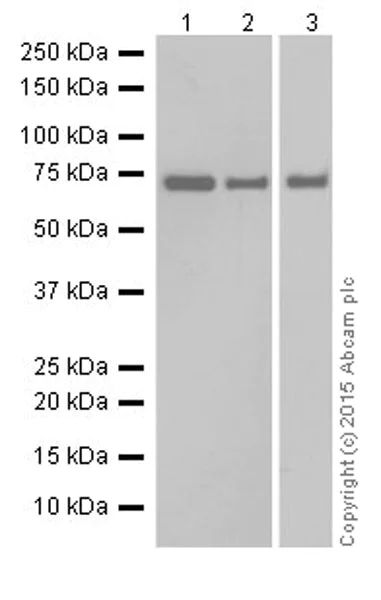 Western blot - Anti-ATP6V1A antibody [EPR19271] - BSA and Azide free (AB251266)