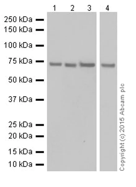 Western blot - Anti-ATP6V1A antibody [EPR19271] - BSA and Azide free (AB251266)