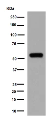 Western blot - Anti-ATP6V1B1 antibody [EPR16400] - BSA and Azide free (AB251145)