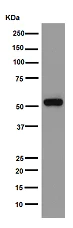 Western blot - Anti-ATP6V1B1 antibody [EPR16400] - BSA and Azide free (AB251145)