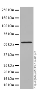 Western blot - Anti-ATP6V1B1 + ATP6V1B2 antibody [EPR16401] (AB200839)