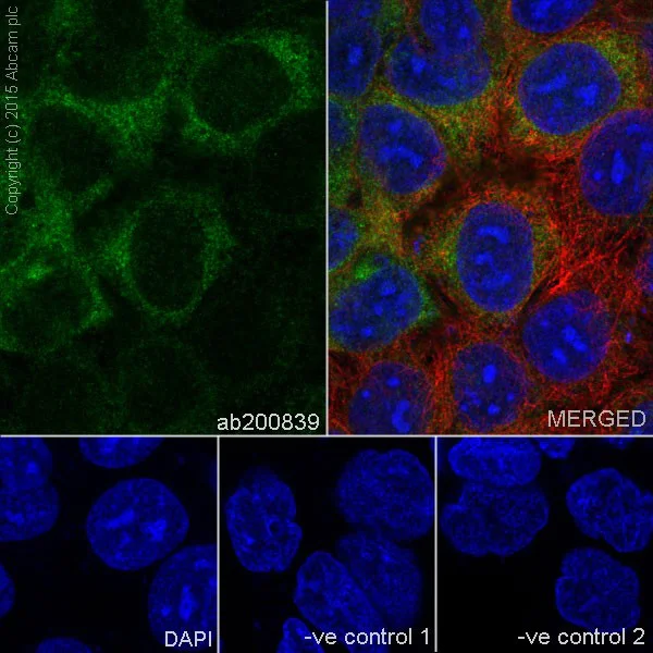 Immunocytochemistry/ Immunofluorescence - Anti-ATP6V1B1 + ATP6V1B2 antibody [EPR16401] - BSA and Azide free (AB243945)