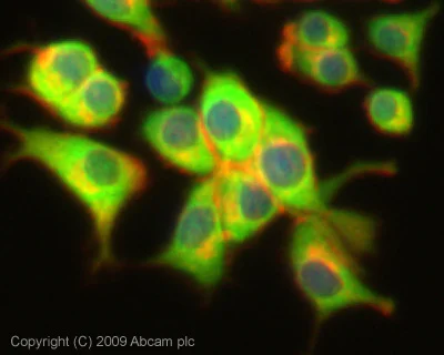 Immunocytochemistry/ Immunofluorescence - Anti-ATP6V1B2 antibody (AB73404)